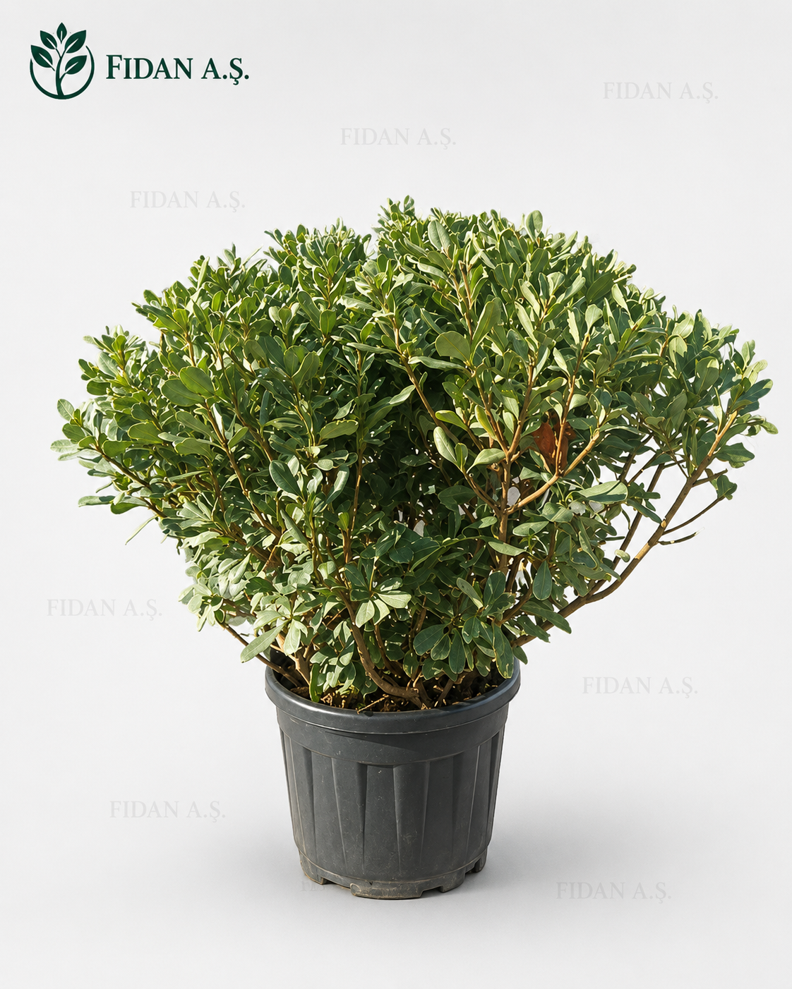 Pittosporum Tobira Top Formlu